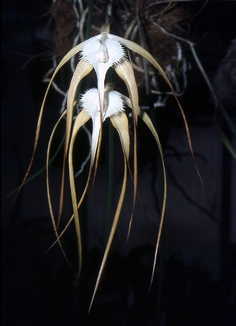 Brassavola cucullata