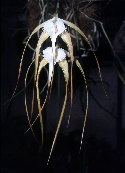 Brassavola cucullata 3in