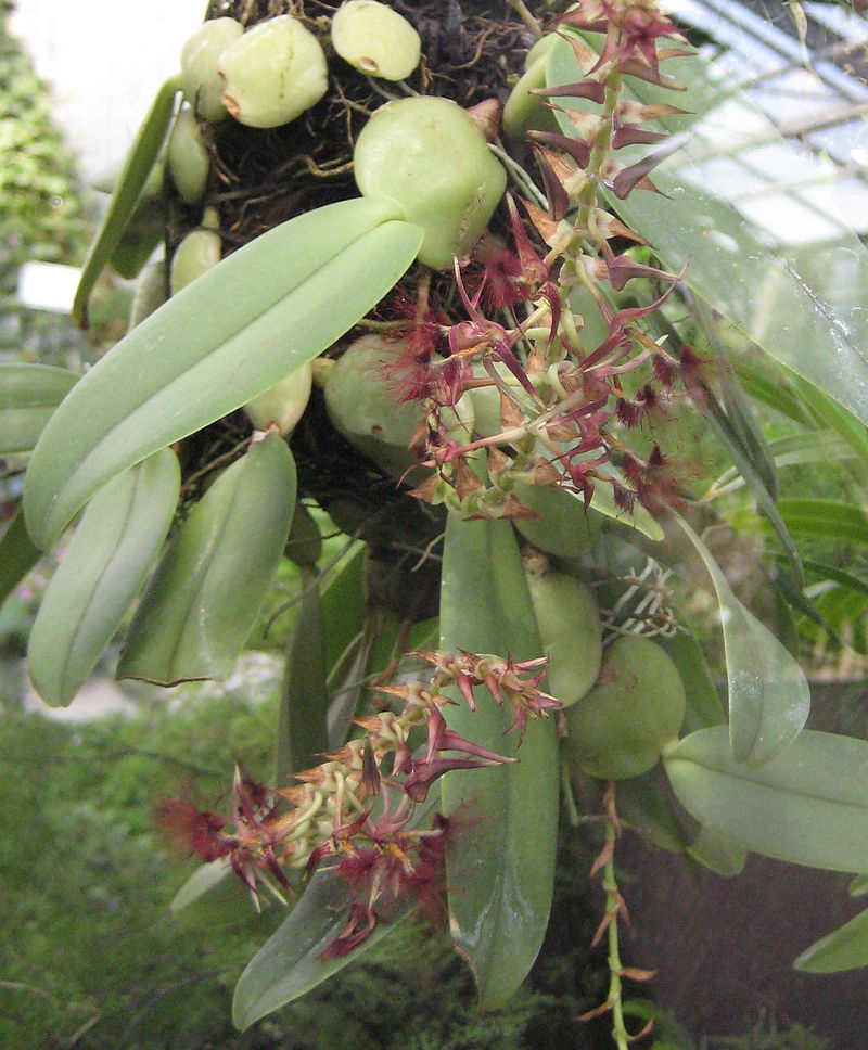 Bulbophyllum barbigerum 2in