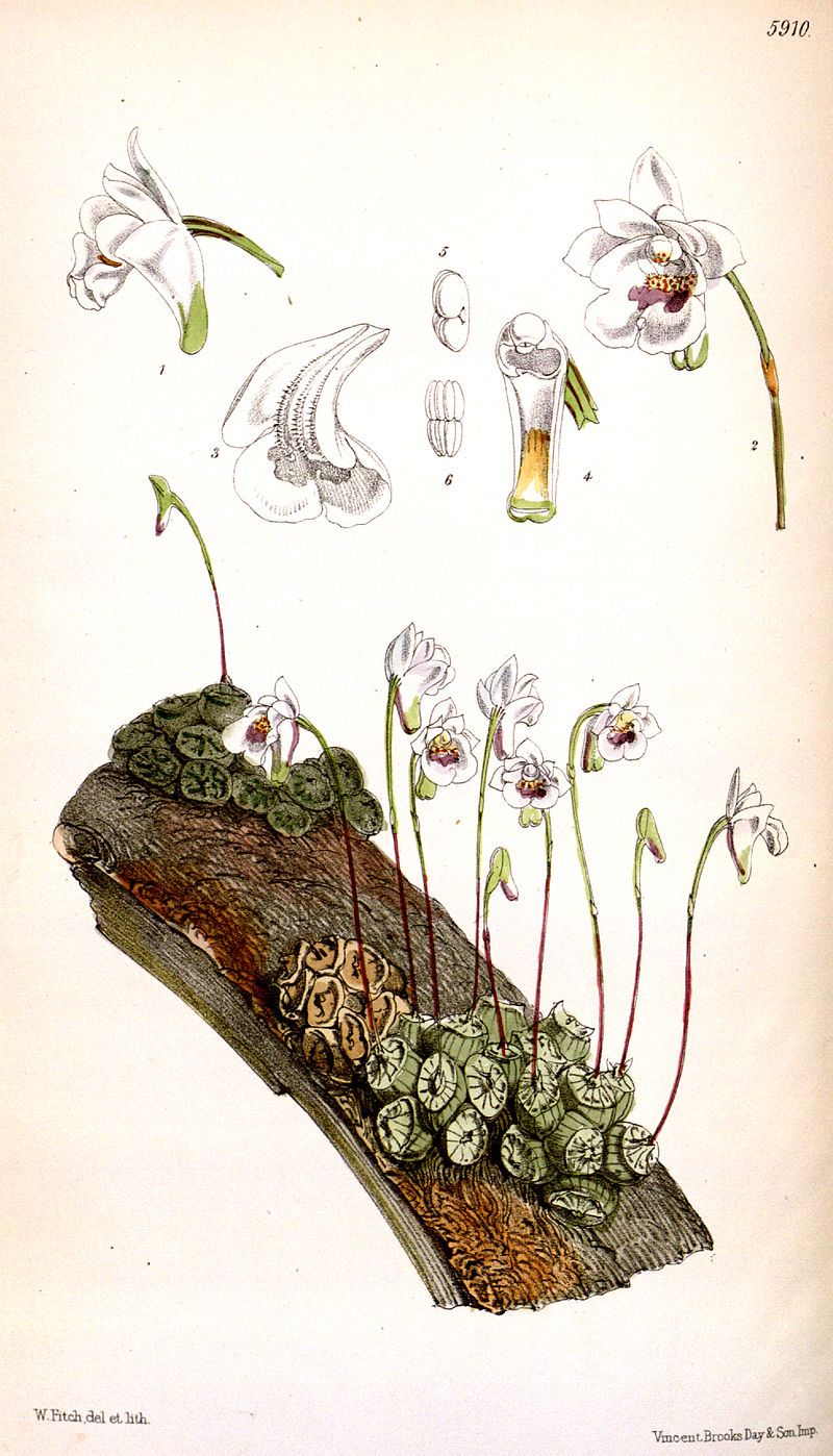 Porpax extinctoria (mount)