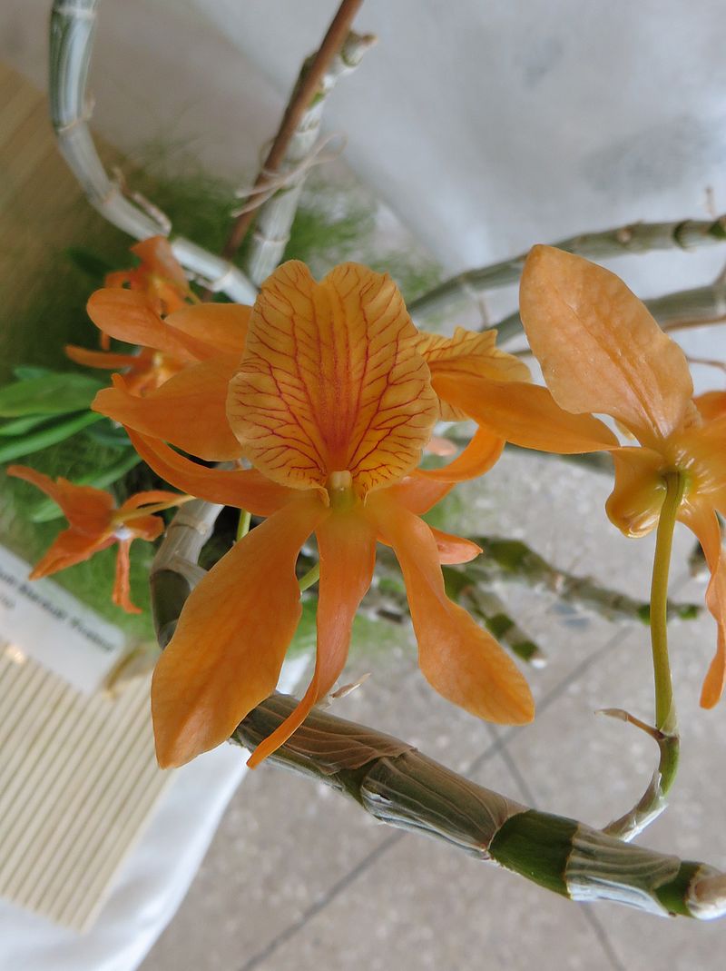 Dendrobium Stardust 'Firebird' 4in