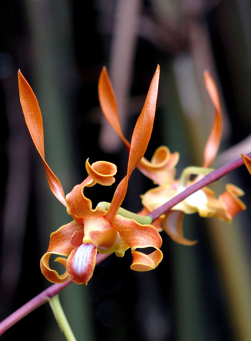 Den. tangerinum x sib 3in