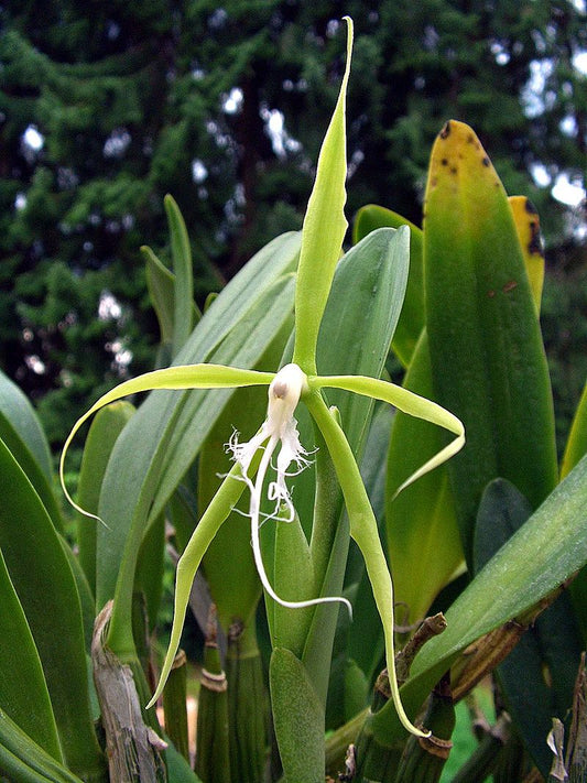 Epidendrum ciliare 2in