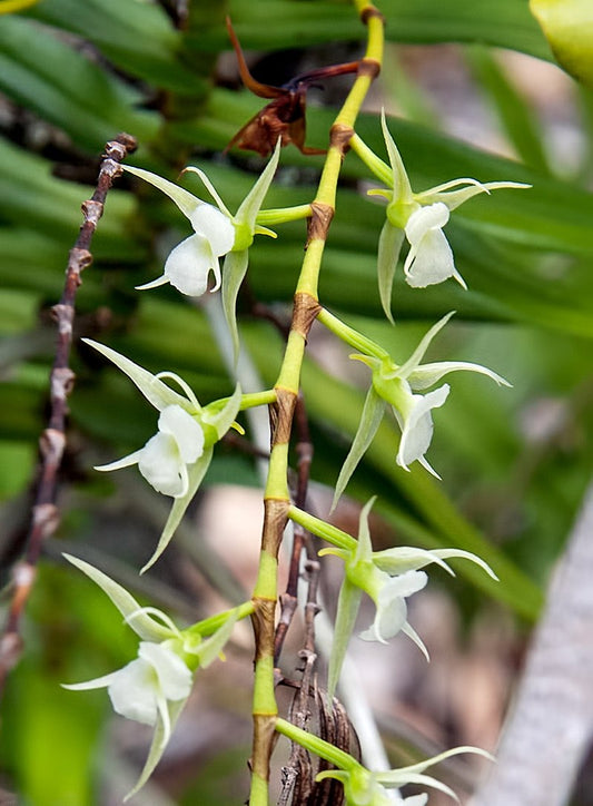 Oeniella polystachys x sib 3in