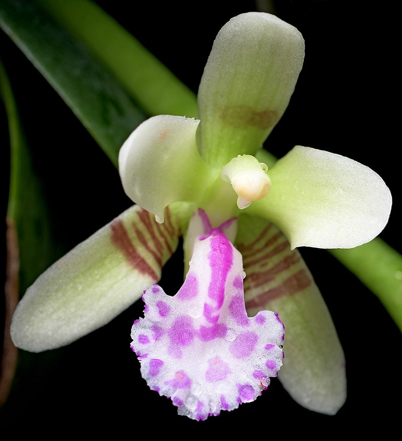 Phal. japonica x Holc. wangii 3in