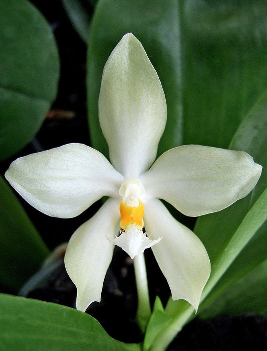 Phalaenopsis micholitzii 3in