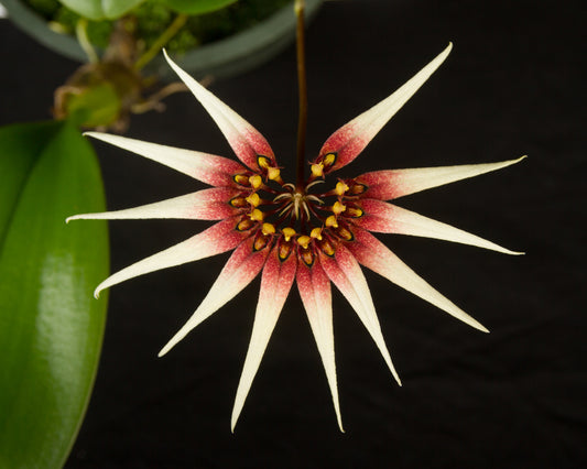 Bulbophyllum cercanthum x medusae 3in