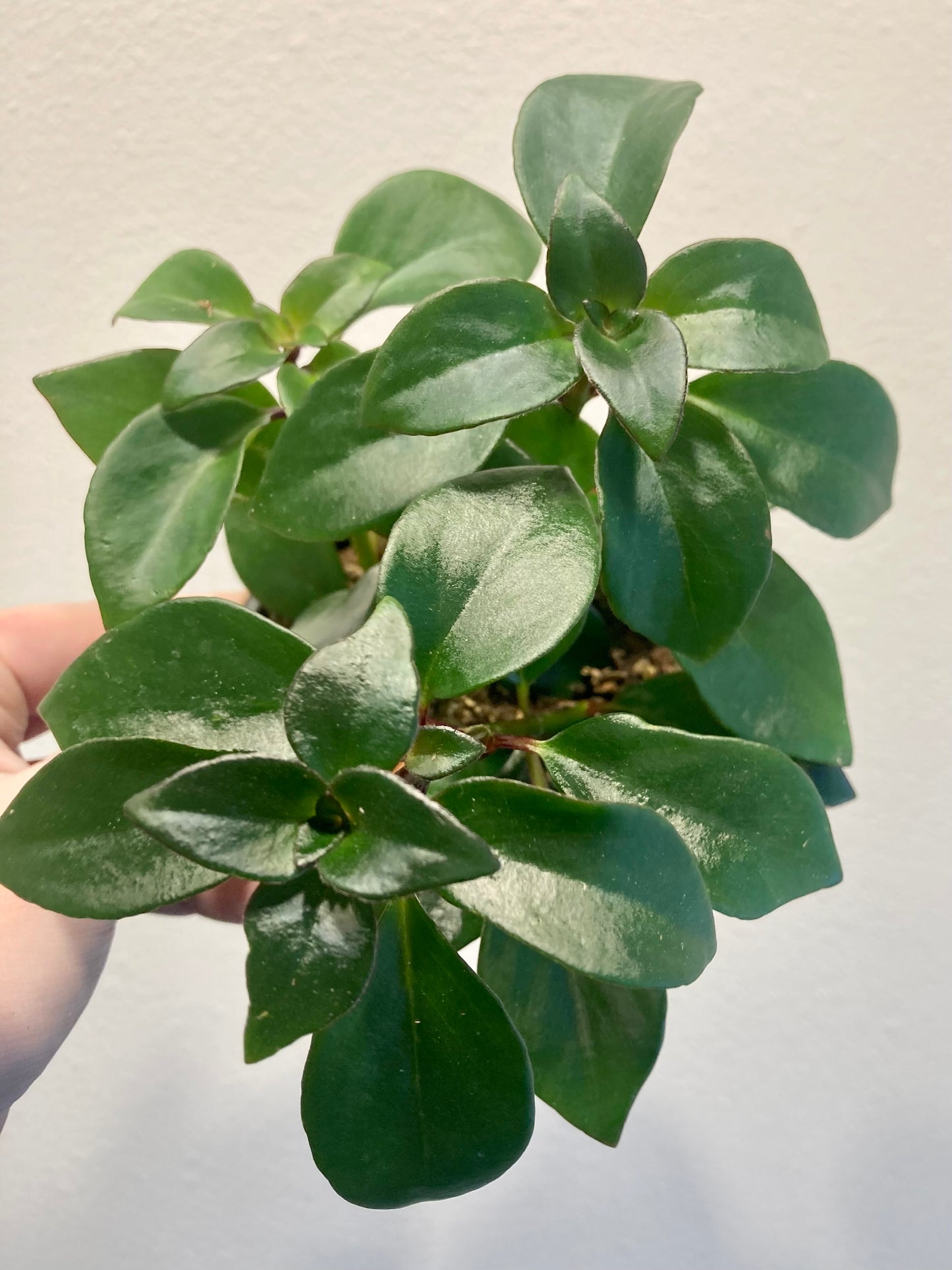 Nematanthus 'Tropicana' (Goldfish plant) 4in