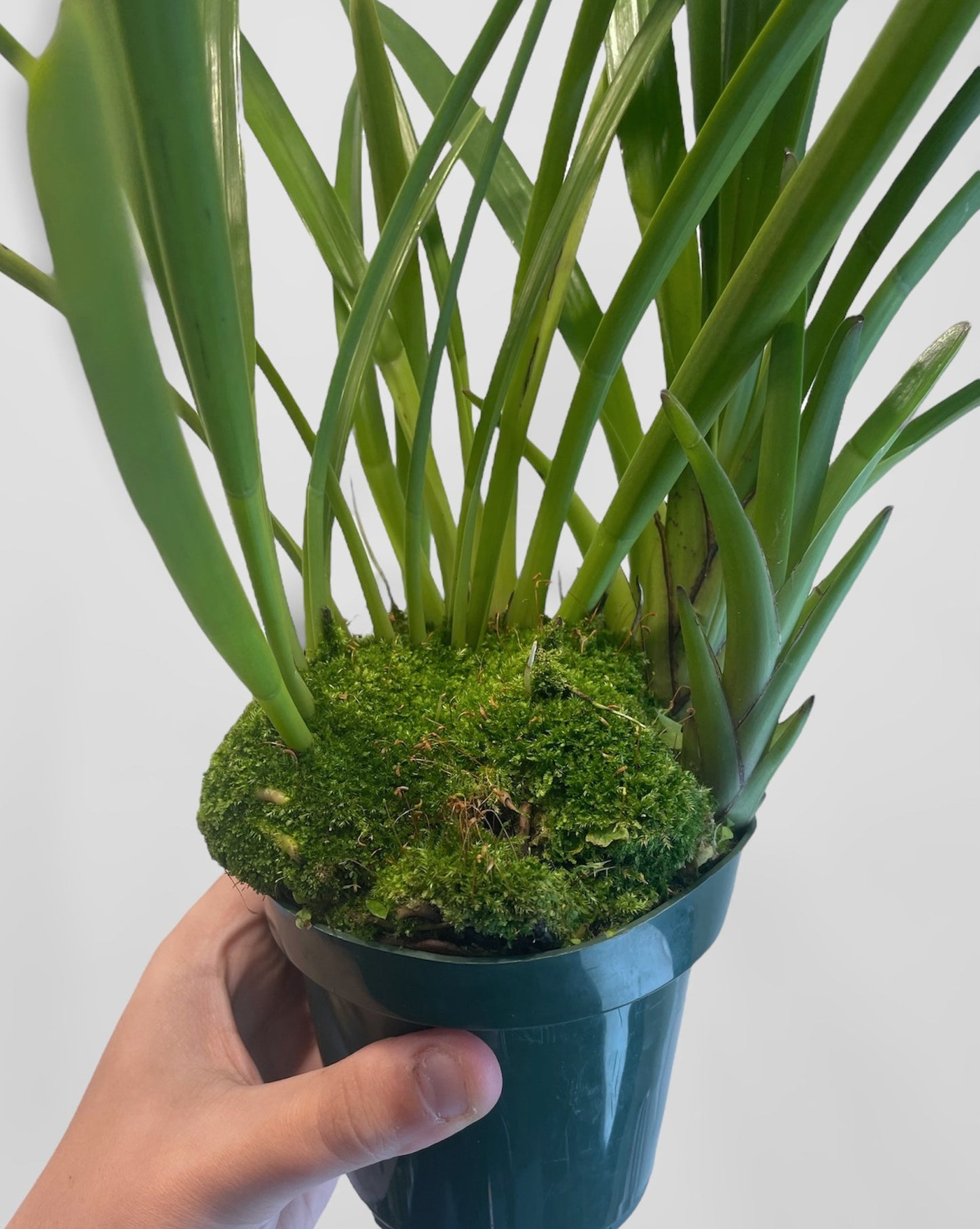 Cymbidium atropurpureum 6in