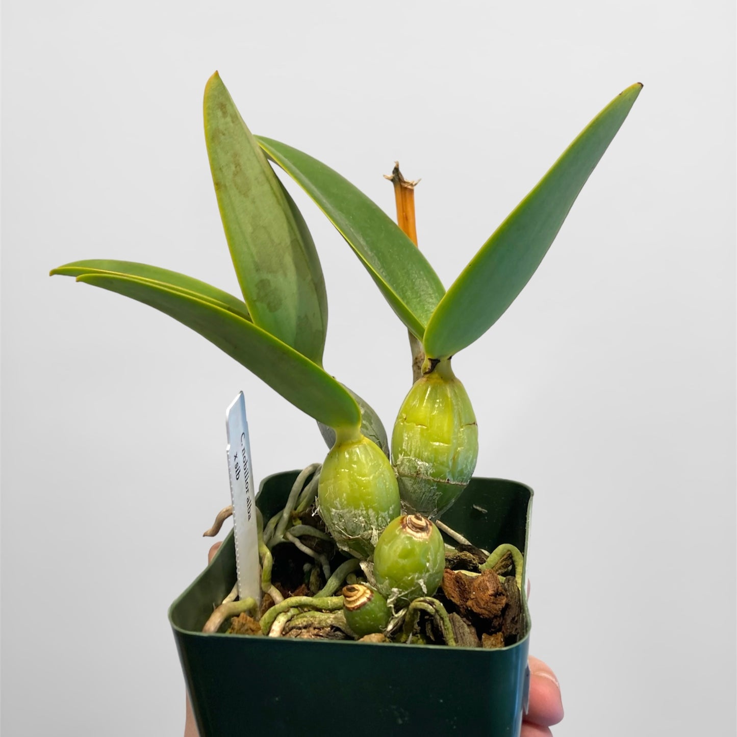 Cattleya nobilior alba x sib 4in