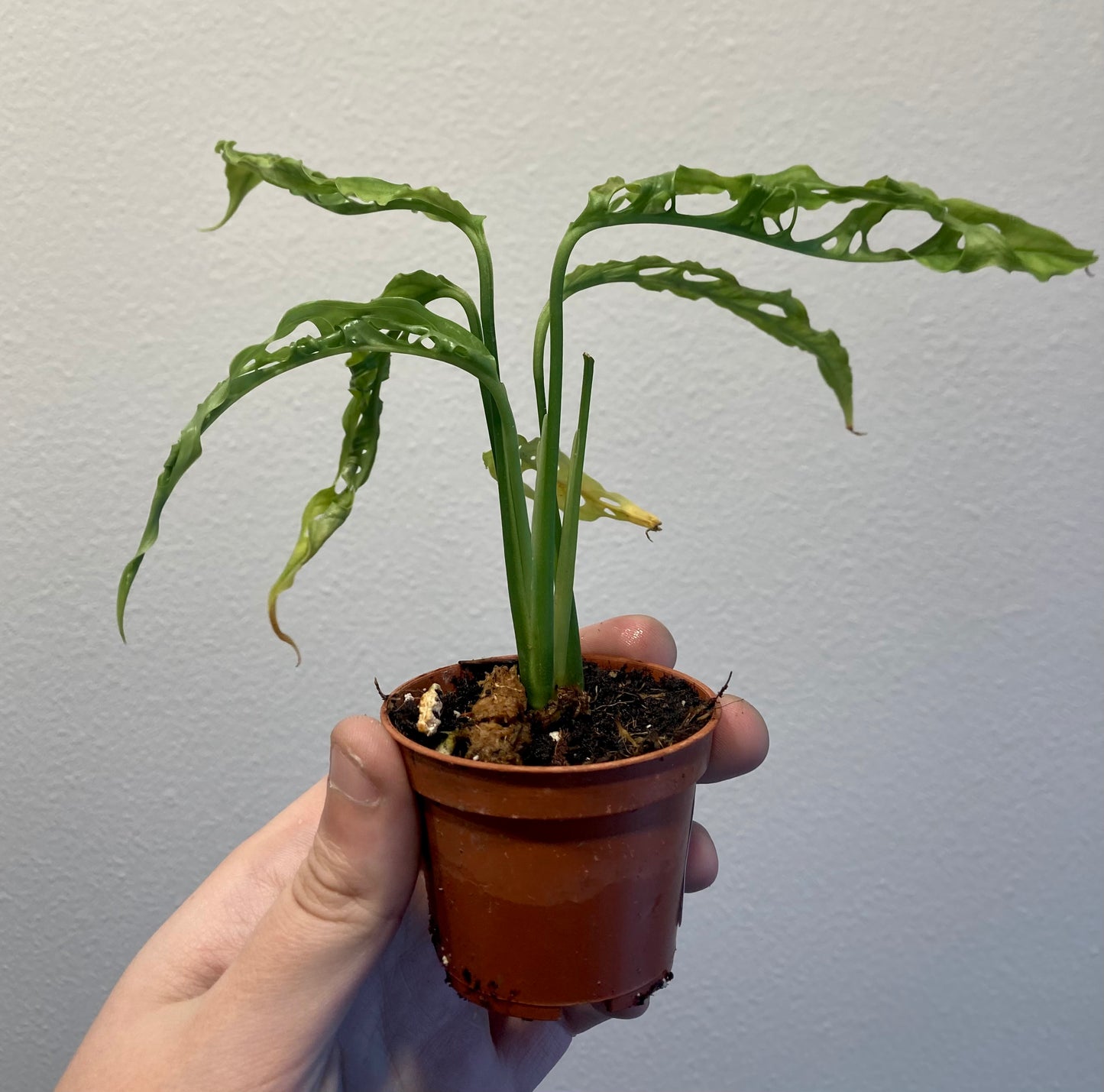 Monstera obliqua 'Peru' 2in