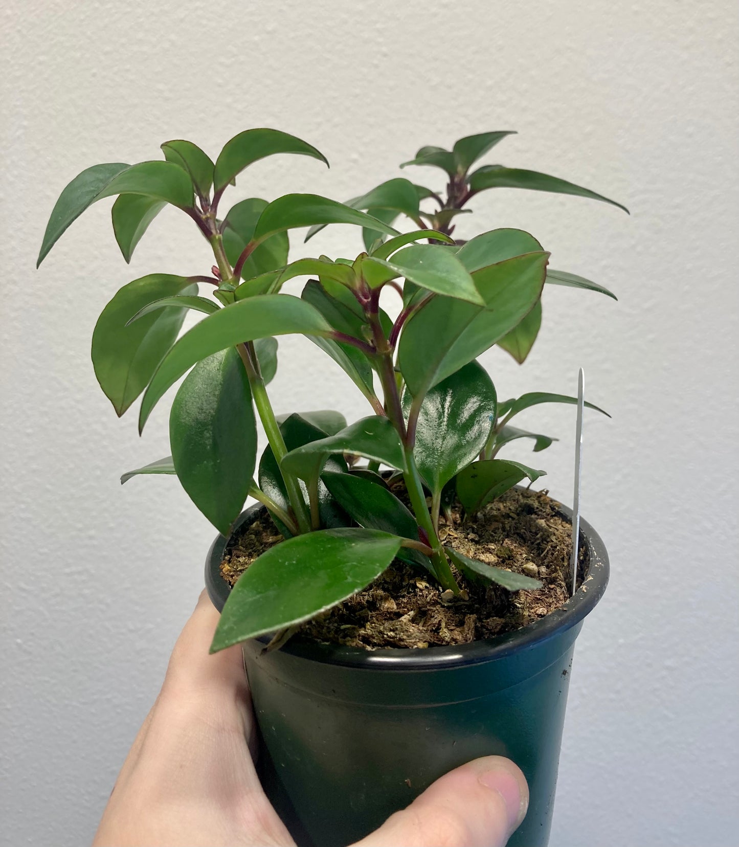 Nematanthus 'Tropicana' (Goldfish plant) 4in