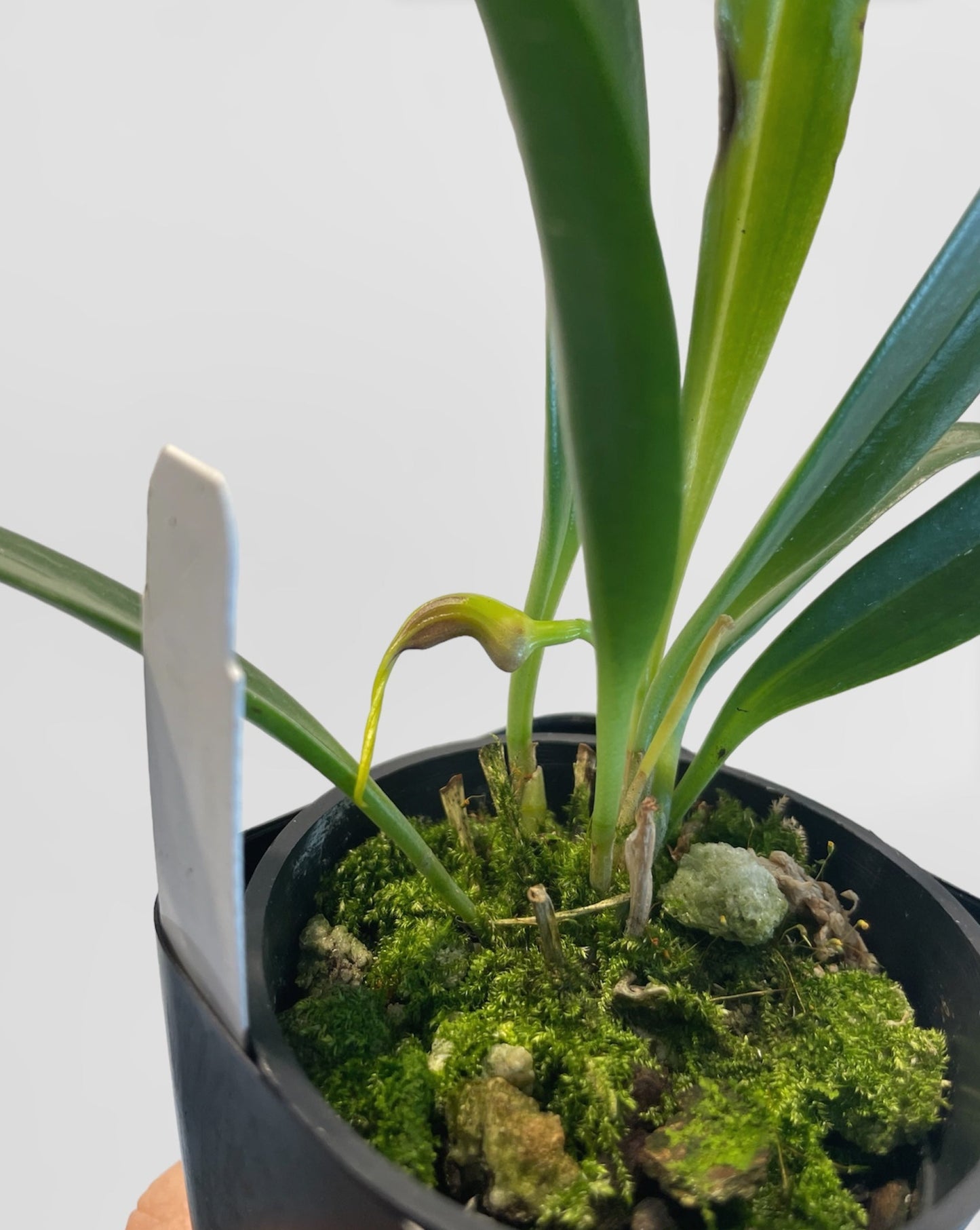 Masdevallia curtipes 3in (bloom size)