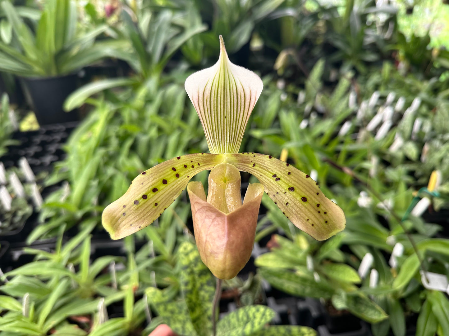 Paphiopedilum tonsum (1/2 album x album) 3in
