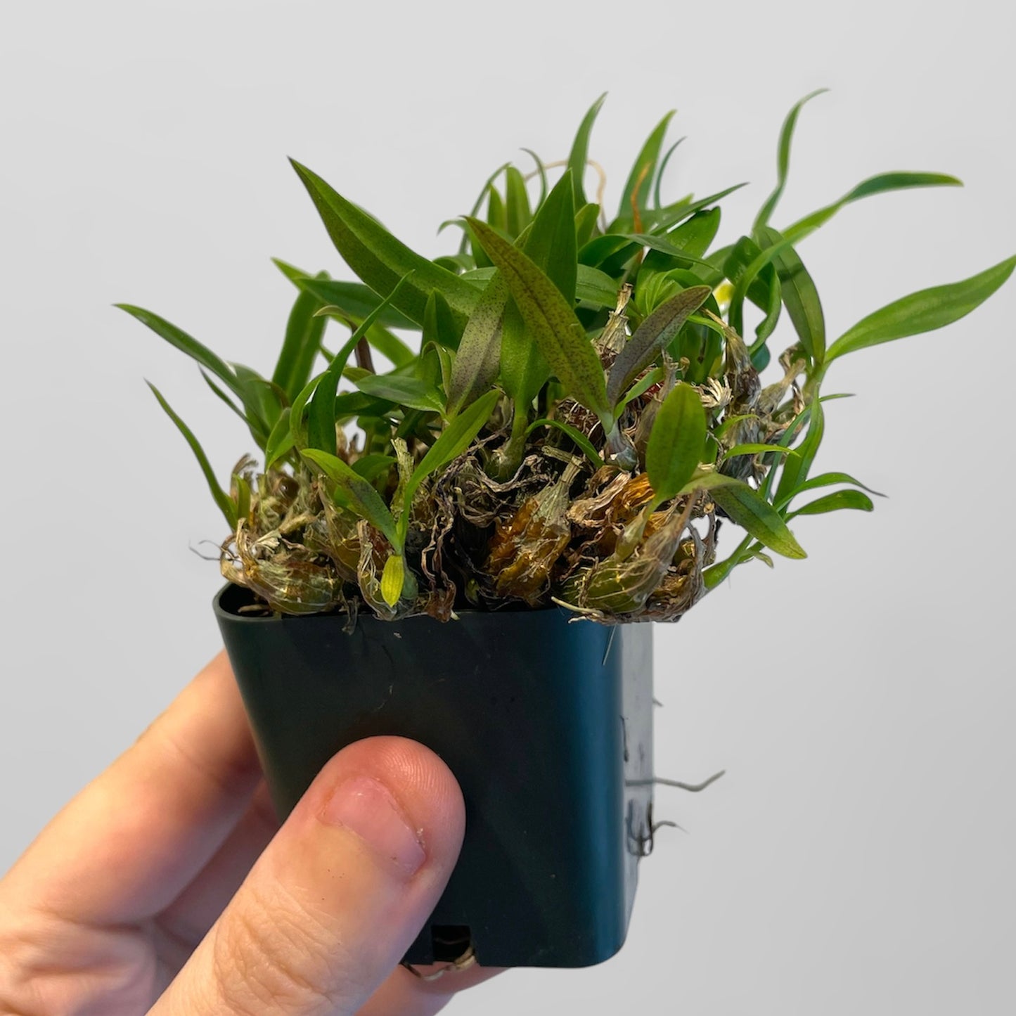 Dendrobium hekouense x sib (division)