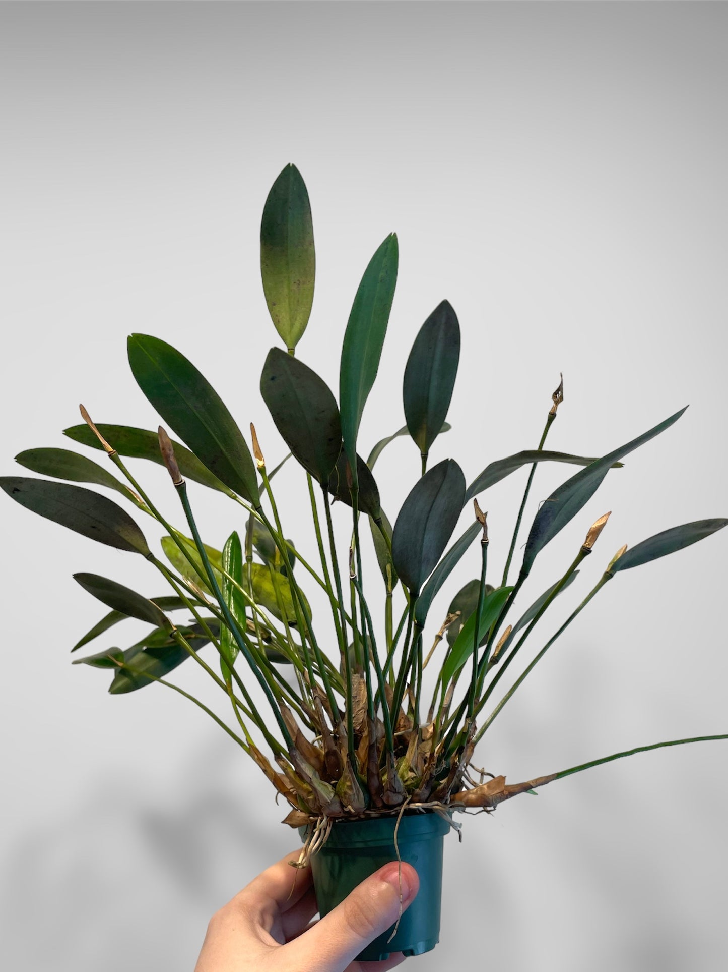 Diplocaulobium arachnoideum 'OrchidFix Tiny Gem' (division)