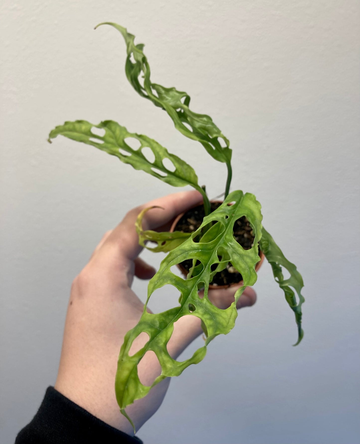 Monstera obliqua 'Peru' 2in