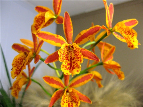 Eplc. Volcano Trick ‘Red Lava’ 4in