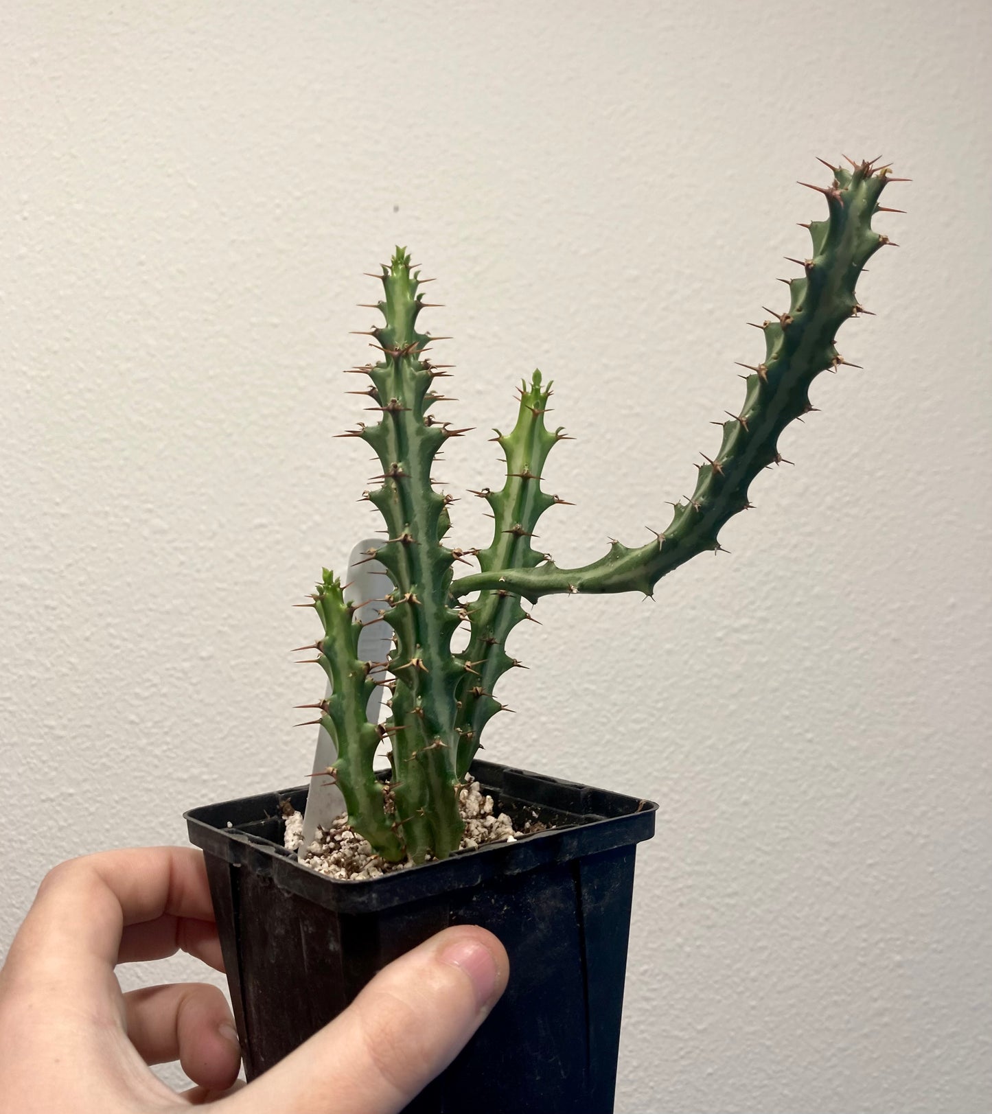 Euphorbia knuthii 4in