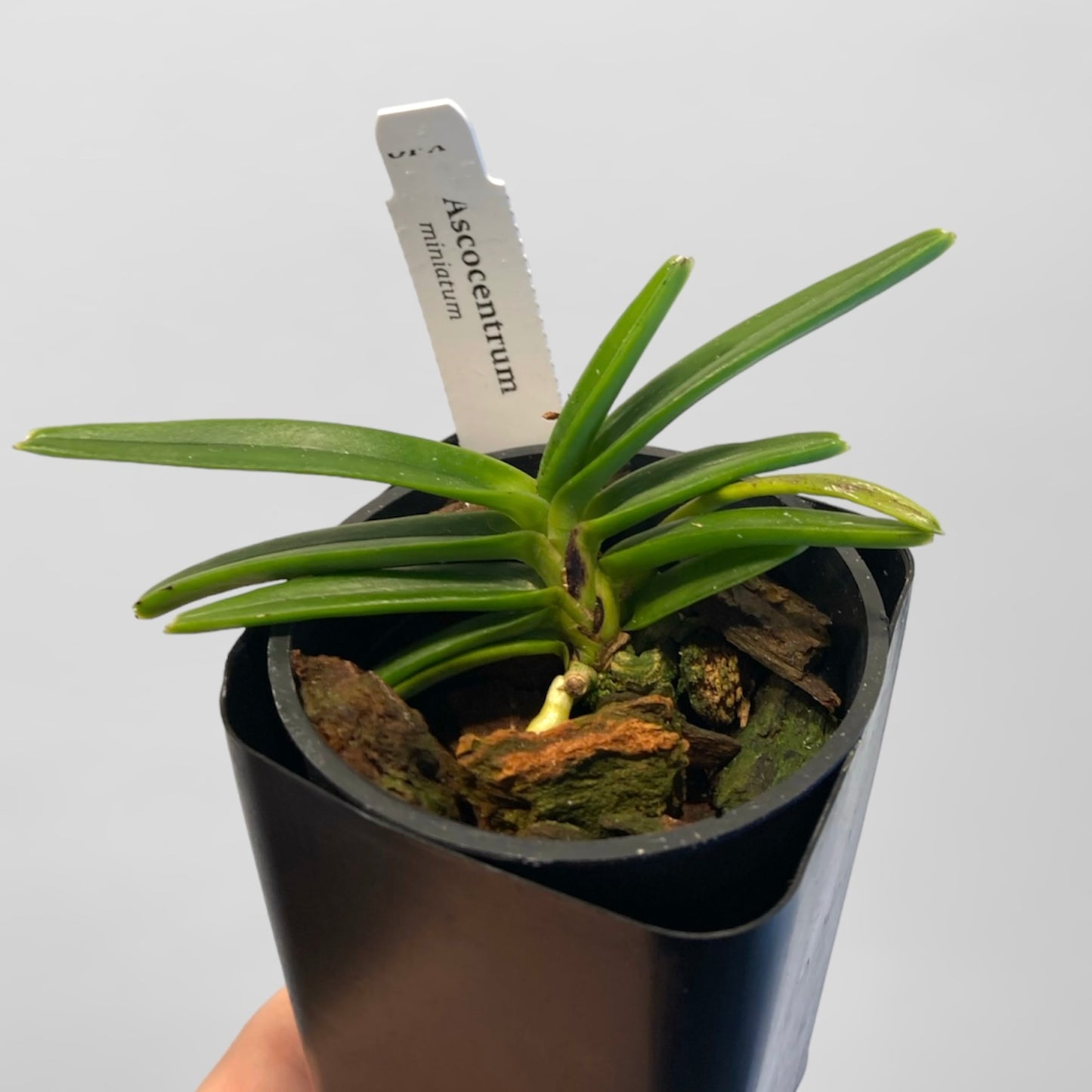 Ascocentrum miniatum 3in