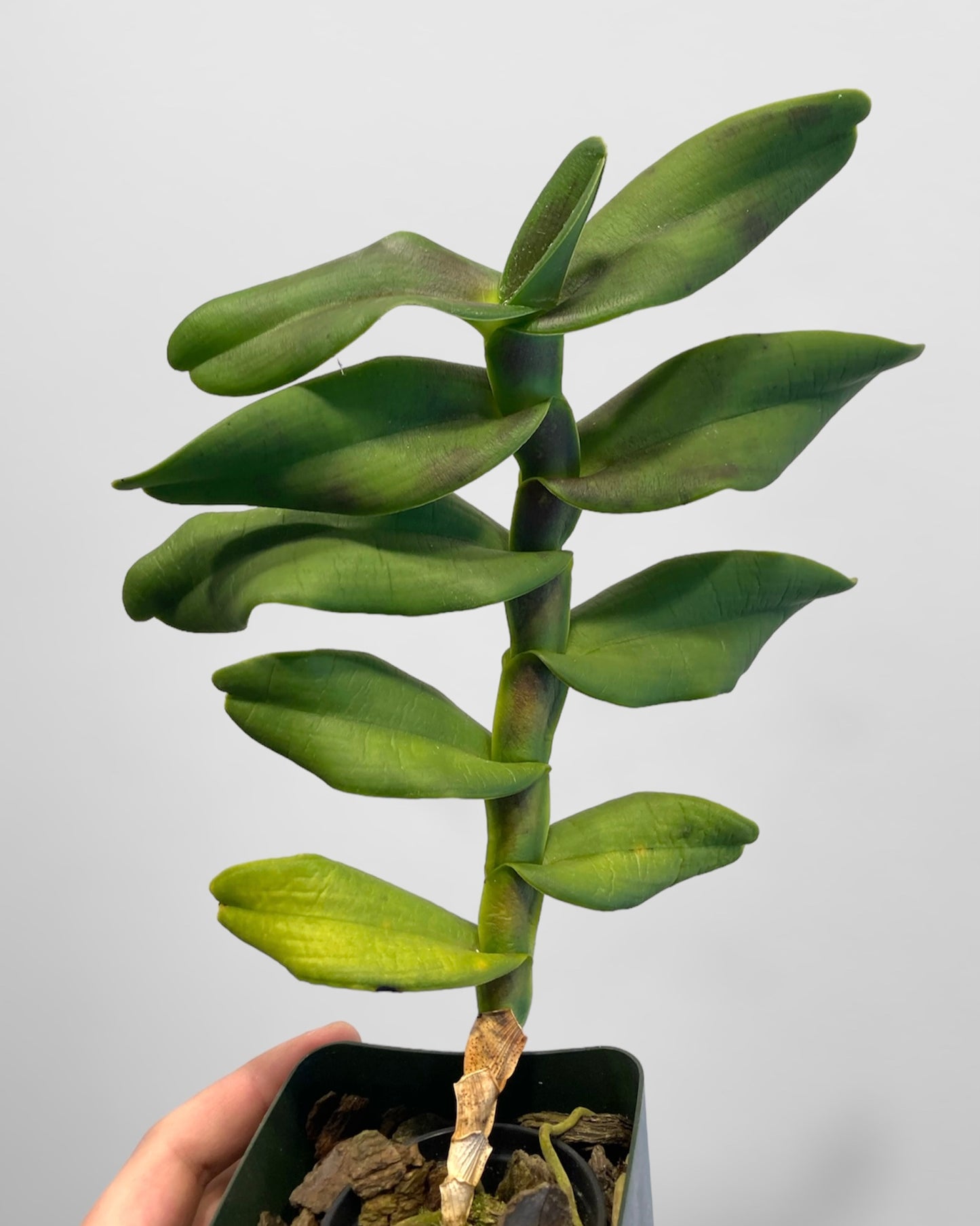 Robiquetia cerina (yellow form) 4in