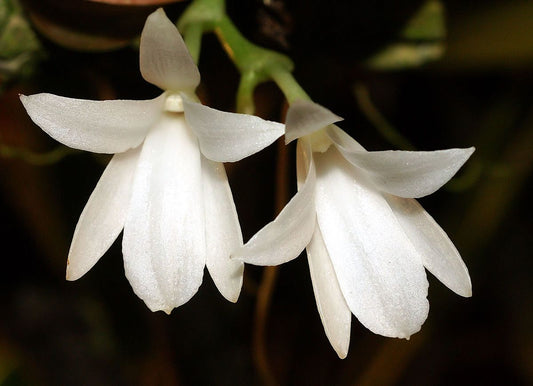 Aerangis fatuosa x sib 3in