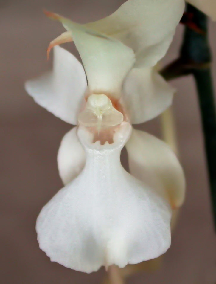 Aerangis kotschyana 3in