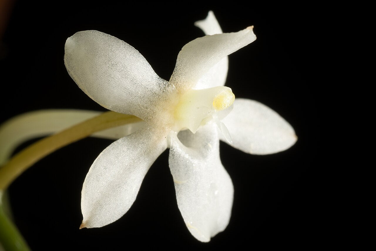 Aerangis mystacidii x sib 3in