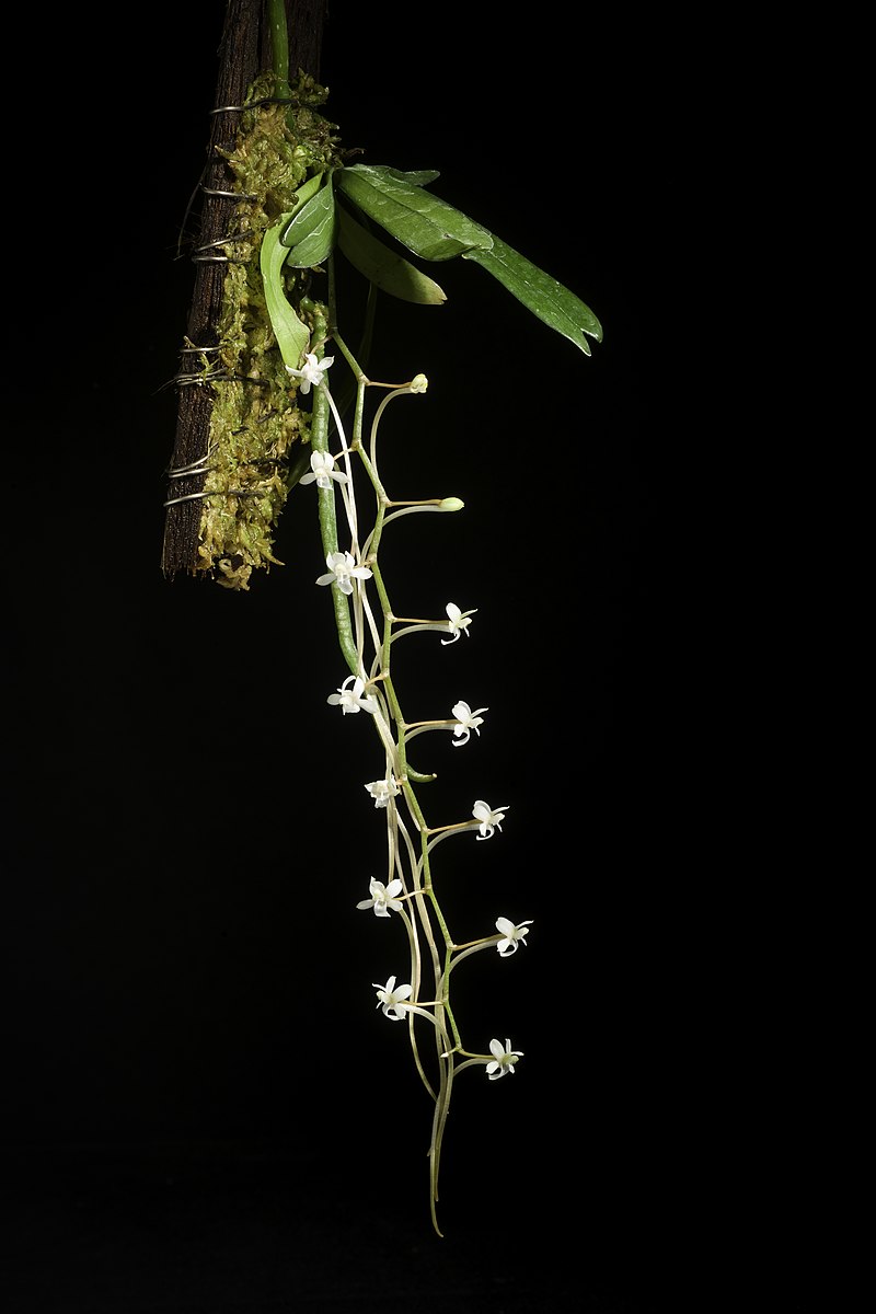 Aerangis mystacidii x sib 3in