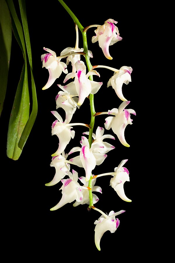 Aerides lawrenceae x sib 4in