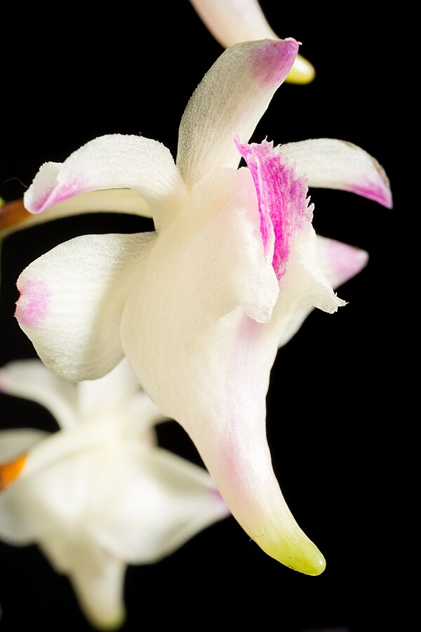 Aerides lawrenceae x sib 4in