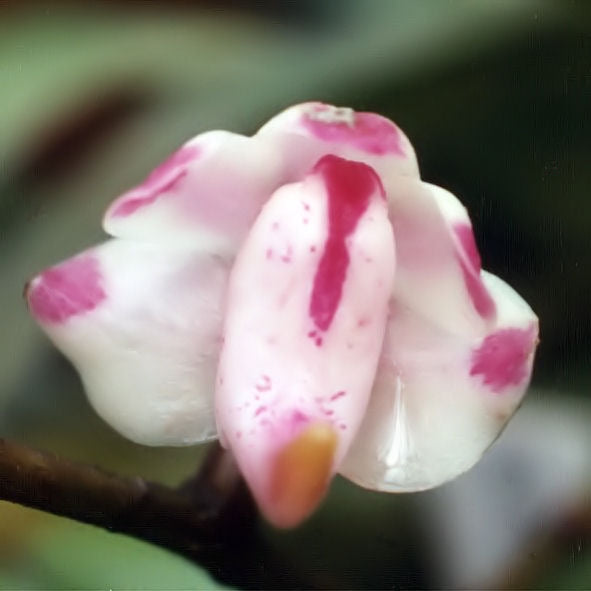 Aerides odorata x sib 4in