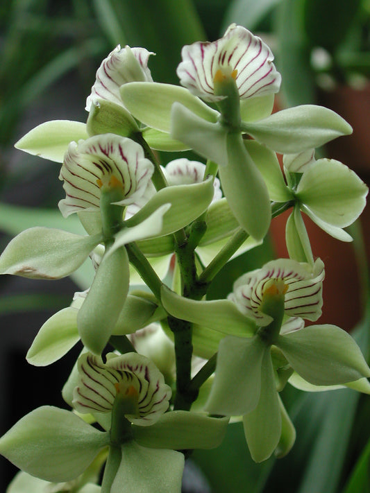 Prosthechea (Encyclia) radiata 4in