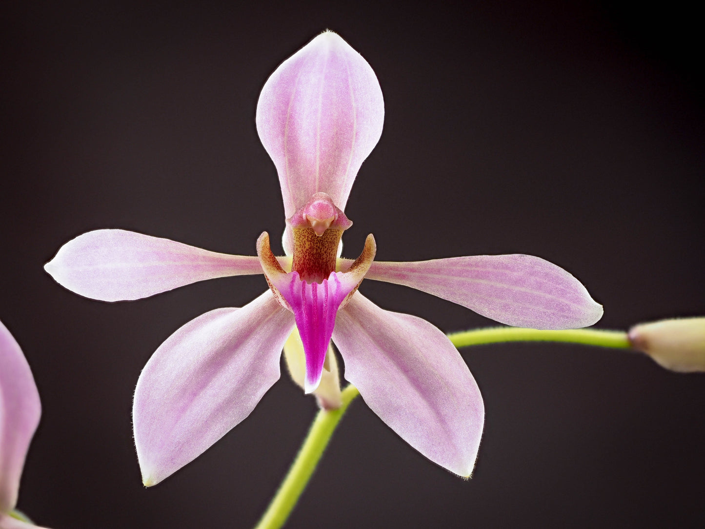 Ancistrochilus rothschildianus 'Grande' 3in