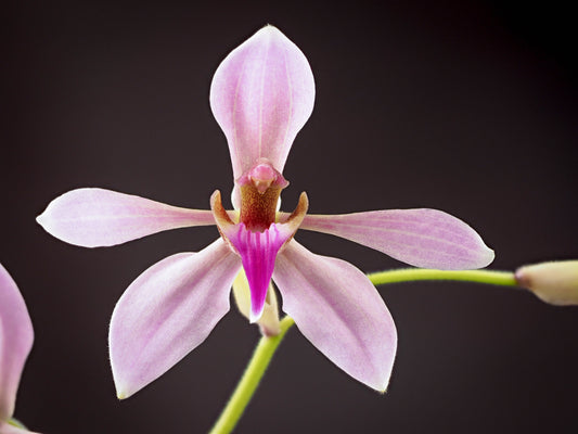 Ancistrochilus rothschildianus 'Grande' 3in