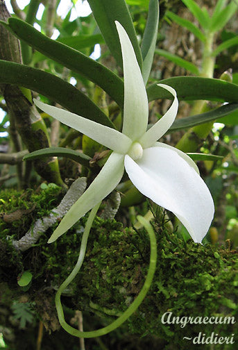 Angraecum didieri x sib 4in