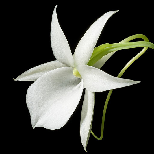 Angraecum leonis x sib 4in