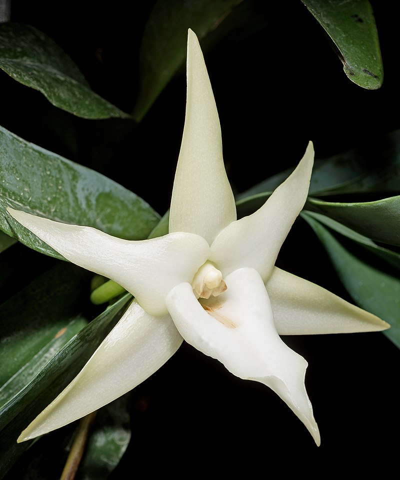 Angcm. sesquipedale v. angustifolium x sib 4in