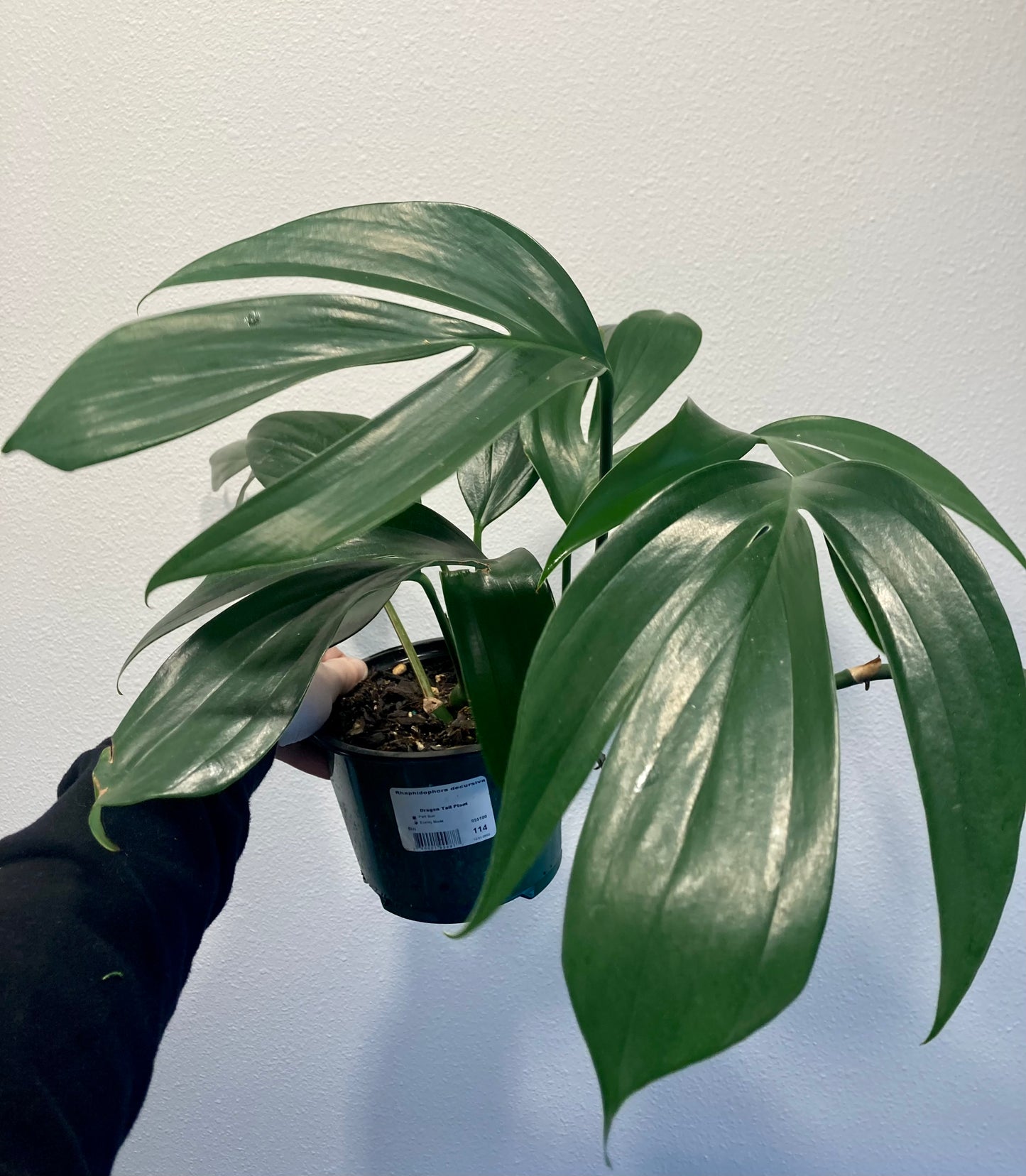 Rhaphidophora decursiva 6in