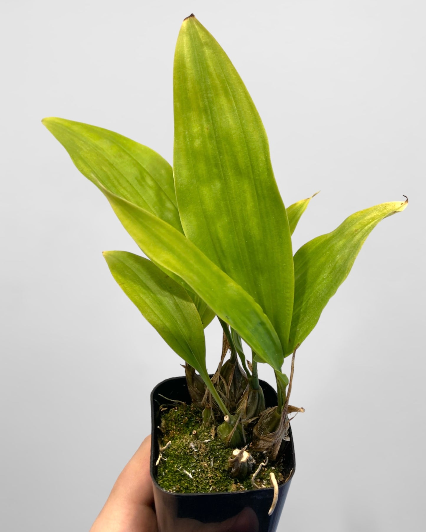 Stanhopea tigrina var nigroviolacea 2in