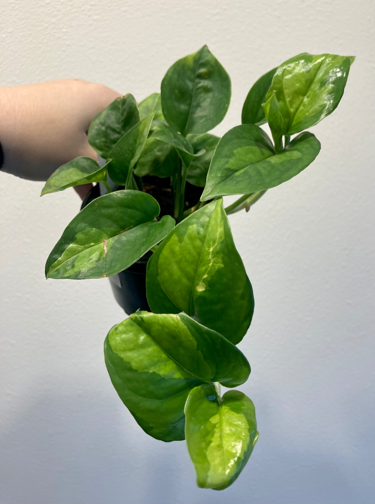 Epipremnum aur. (pothos) 'Global Green' 4in