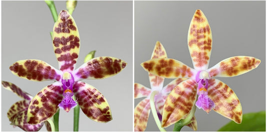 Phalaenopsis bastianii 4in