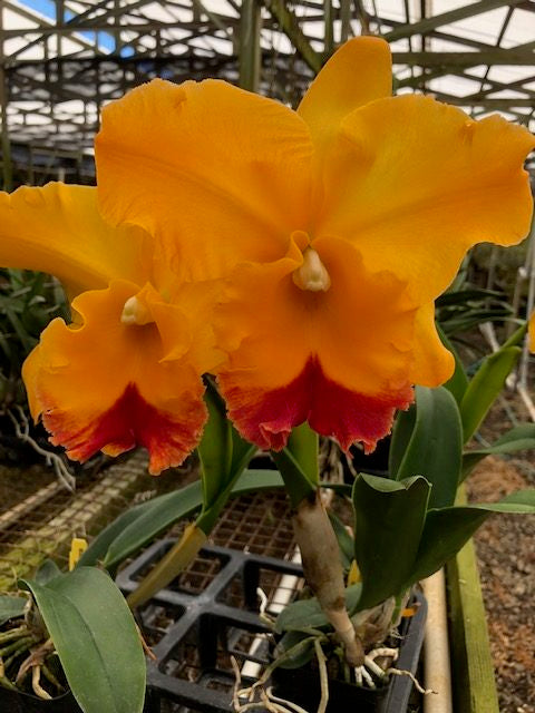 Rlc. Yasuji Takasaki 'Hawaii' 4in
