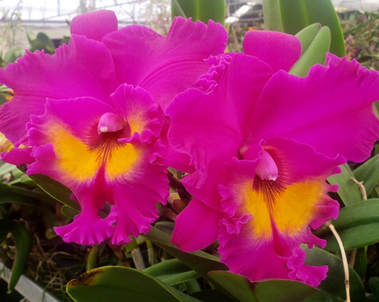 Blc. Yoko Kilbourne 'Hawaii' 4in