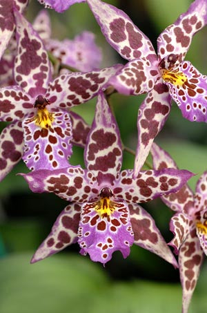 Bllra. (Aliceara) Diana Dunn 'Newberry' AM/AOS 4in