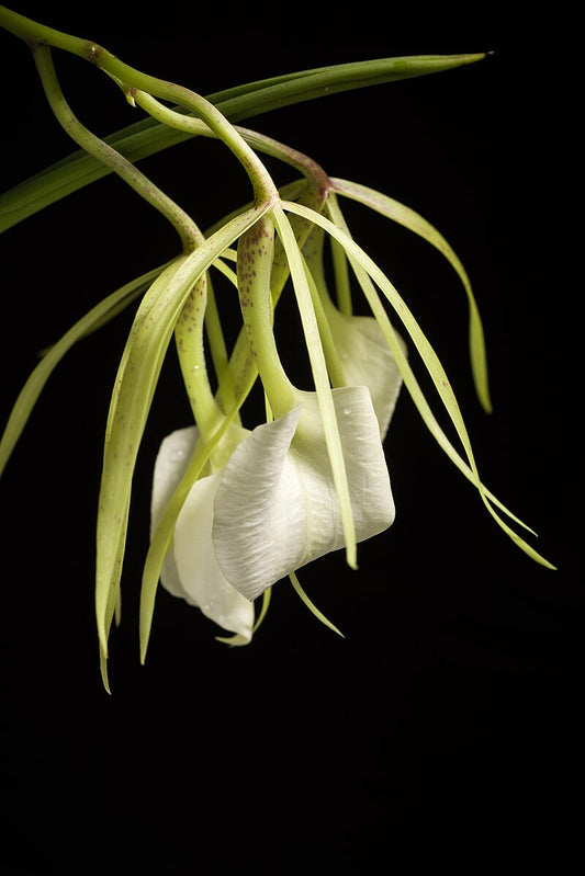 B. nodosa x C. Lulu 4in