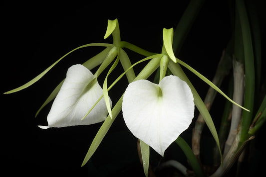 Brassavola nodosa x sib 4in
