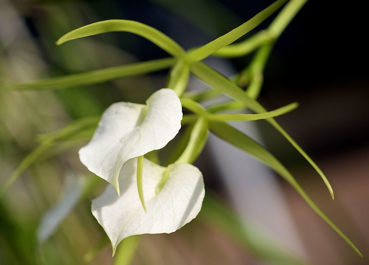 Brassavola cordata x sib (syn. B. subulifolia) 4in