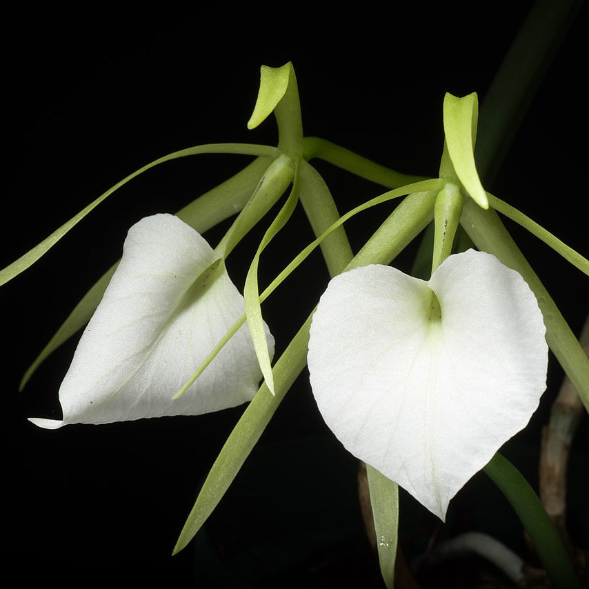 B. nodosa '#7' x nodosa 'Sweetheart' 4in