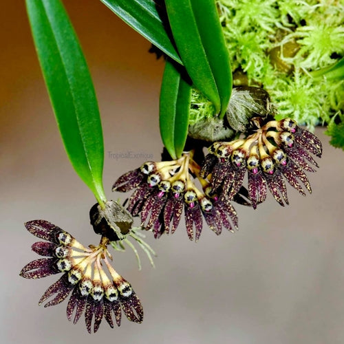 Bulb. retusum 2in